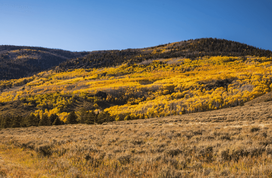 “Beautiful And Interesting”: Listen To One Of The World’s Largest Living Organisms As It Eerily Rumbles