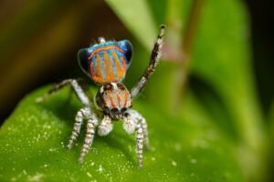 Meet The Peacock Spiders: Secretive, Small But Oh&hellip;