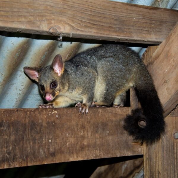 First Evidence Of High “Forever Chemicals” In Urban&hellip;