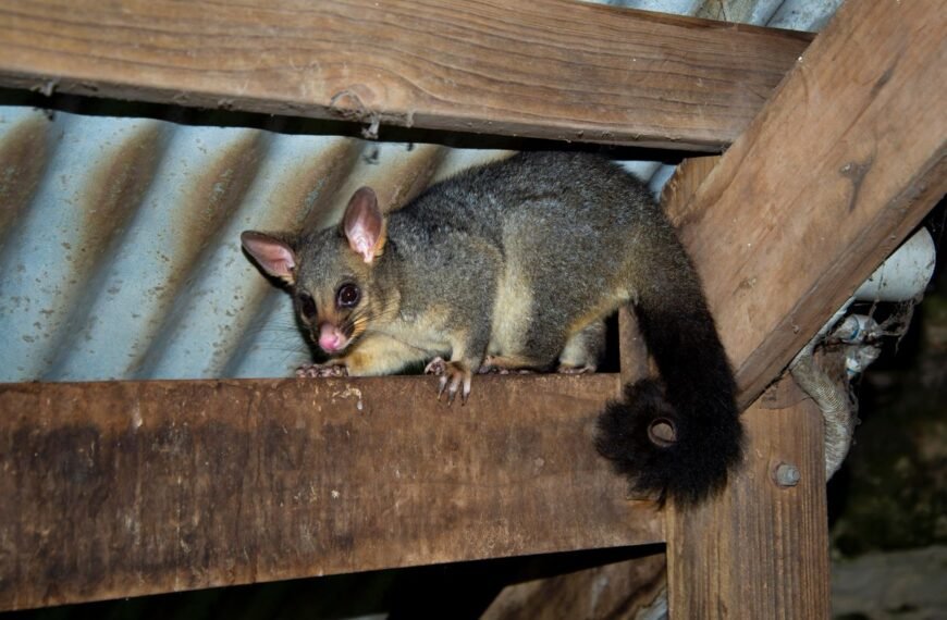 First Evidence Of High “Forever Chemicals” In Urban Wild Mammals Reveals Australian Possums Contaminated With PFAS