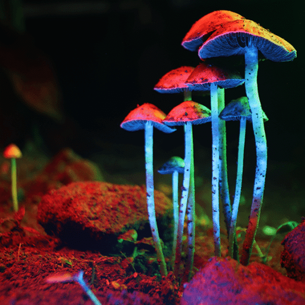 Why Did “Magic Mushrooms” Evolve To Be Hallucinogenic&hellip;