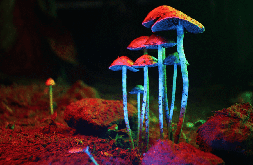 Why Did “Magic Mushrooms” Evolve To Be Hallucinogenic – What’s In It For The Mushrooms?