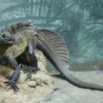 Sailfin Dragons Look Like A Mythical Beast From A Prehistoric Age, But They’re Alive And Kicking