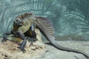 Sailfin Dragons Look Like A Mythical Beast From&hellip;