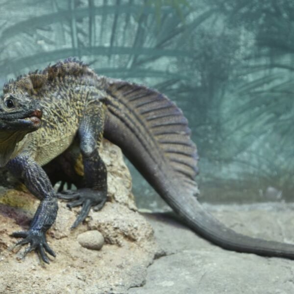 Sailfin Dragons Look Like A Mythical Beast From&hellip;
