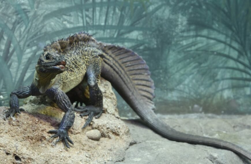 Sailfin Dragons Look Like A Mythical Beast From A Prehistoric Age, But They’re Alive And Kicking
