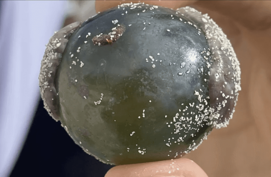 The “Sailor’s Eyeball” Blob Is One Of The Largest Single-Celled Organisms Ever Discovered