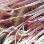 The Unexpected Life Hiding Out in the Great Pacific Garbage Patch