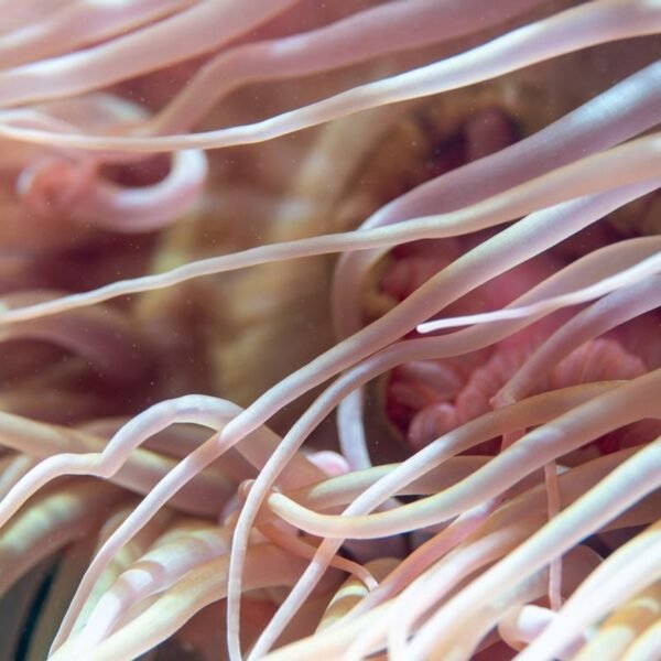 The Unexpected Life Hiding Out in the Great&hellip;