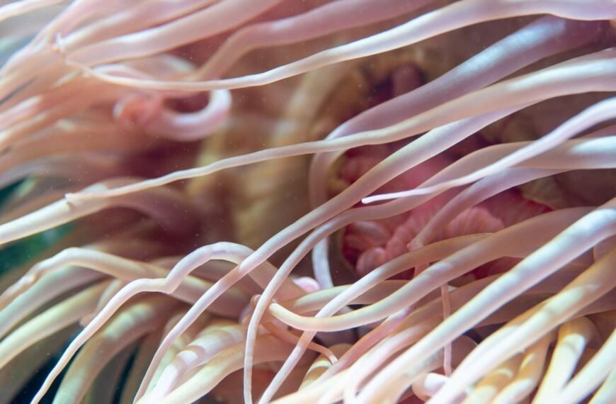 The Unexpected Life Hiding Out in the Great Pacific Garbage Patch