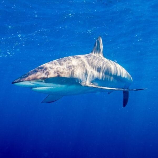 Ancient Micronesians Hunted Sharks 1,800 Years Ago, And&hellip;