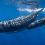 Vowel Sounds “Thought To Be Unique To Humans” Discovered In Sperm Whales For The First Time