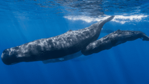 Vowel Sounds “Thought To Be Unique To Humans”&hellip;