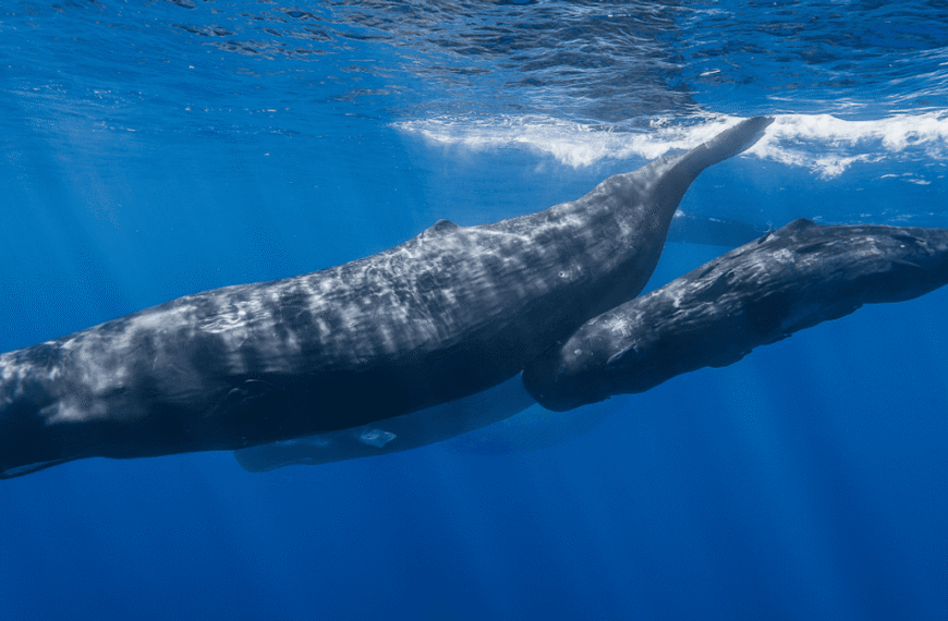 Vowel Sounds “Thought To Be Unique To Humans” Discovered In Sperm Whales For The First Time