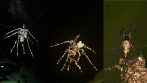 Spiders Make “Scarecrows” Of Bigger Spiders Out Of&hellip;