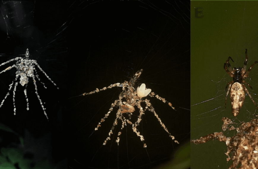 Spiders Make “Scarecrows” Of Bigger Spiders Out Of Silk And Debris To Ward Off Predators
