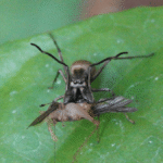 This “Ant-Mimicking” Spider Produces Its Own Kind Of Milk And Nurses Its Babies