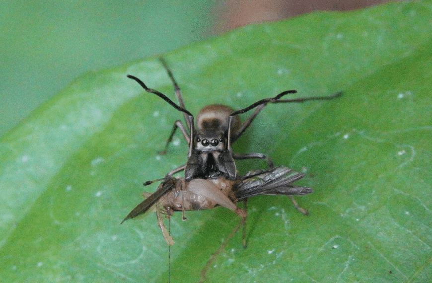 This “Ant-Mimicking” Spider Produces Its Own Kind Of Milk And Nurses Its Babies
