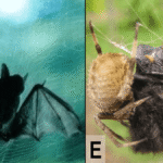 There Have Been At Least 50 Incidents Of Spiders Capturing And Eating Bats (That We Know Of)