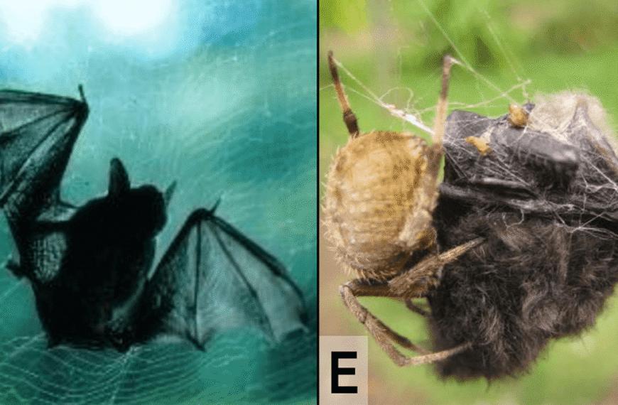 There Have Been At Least 50 Incidents Of Spiders Capturing And Eating Bats (That We Know Of)