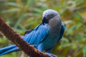 11 Of The Last Spix’s Macaws In The&hellip;
