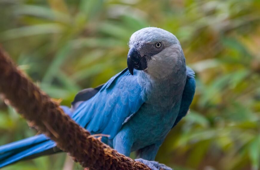 11 Of The Last Spix’s Macaws In The Wild Struck Down With A Deadly, Highly Contagious Virus