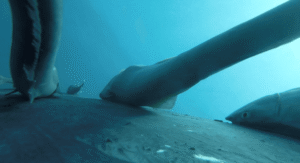 Humpback Hitchhickers: Watch POV Footage Of Suckerfish Clinging&hellip;