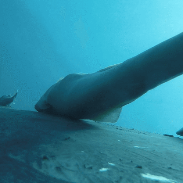 Humpback Hitchhickers: Watch POV Footage Of Suckerfish Clinging&hellip;