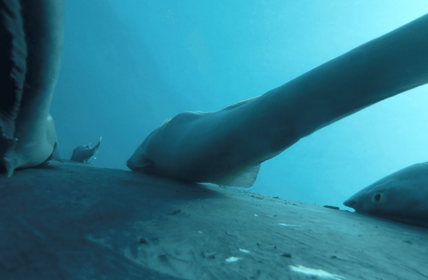 Humpback Hitchhickers: Watch POV Footage Of Suckerfish Clinging To Whales As They Migrate Across Oceans