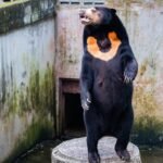 The World’s Smallest Bear Isn’t Just A Guy In A Bear Suit, We Promise