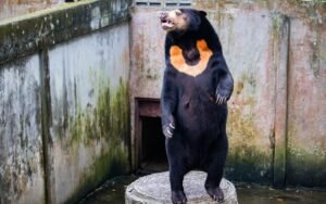 The World’s Smallest Bear Isn’t Just A Guy&hellip;