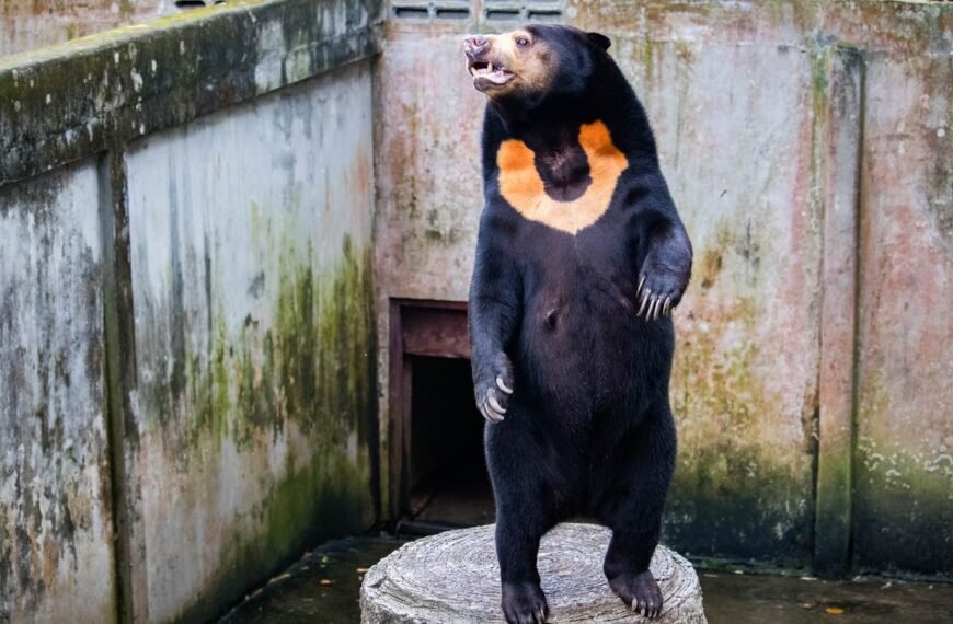 The World’s Smallest Bear Isn’t Just A Guy In A Bear Suit, We Promise