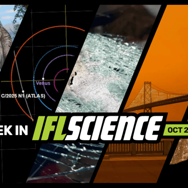 “Dueling Dinosaurs” Fossil Confirms Nanotyrannus As Own Species,&hellip;