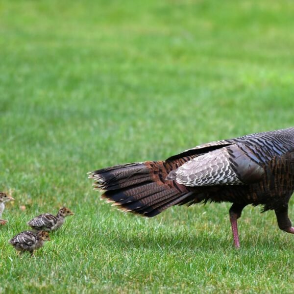 People Are Just Learning What A Baby Turkey&hellip;