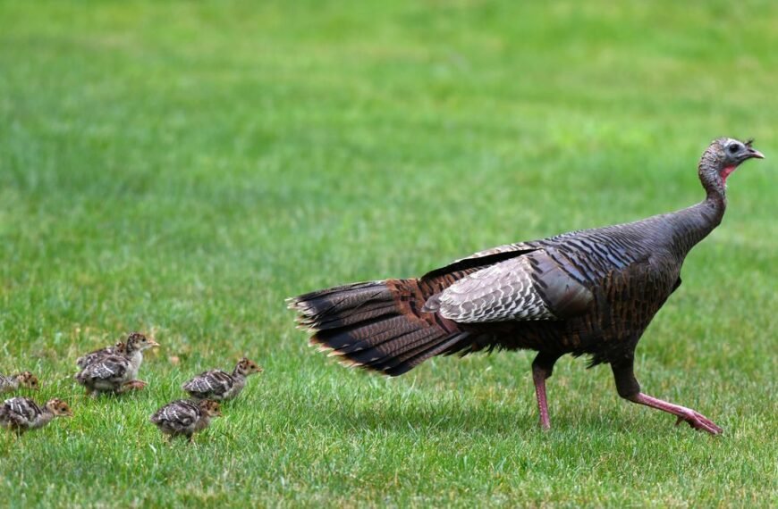 People Are Just Learning What A Baby Turkey Is Called