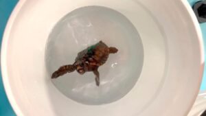 “Dancing” Turtles Feel Magnetism Through Crystals Of Magnetite,&hellip;