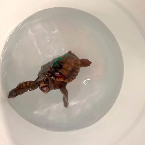 “Dancing” Turtles Feel Magnetism Through Crystals Of Magnetite,&hellip;