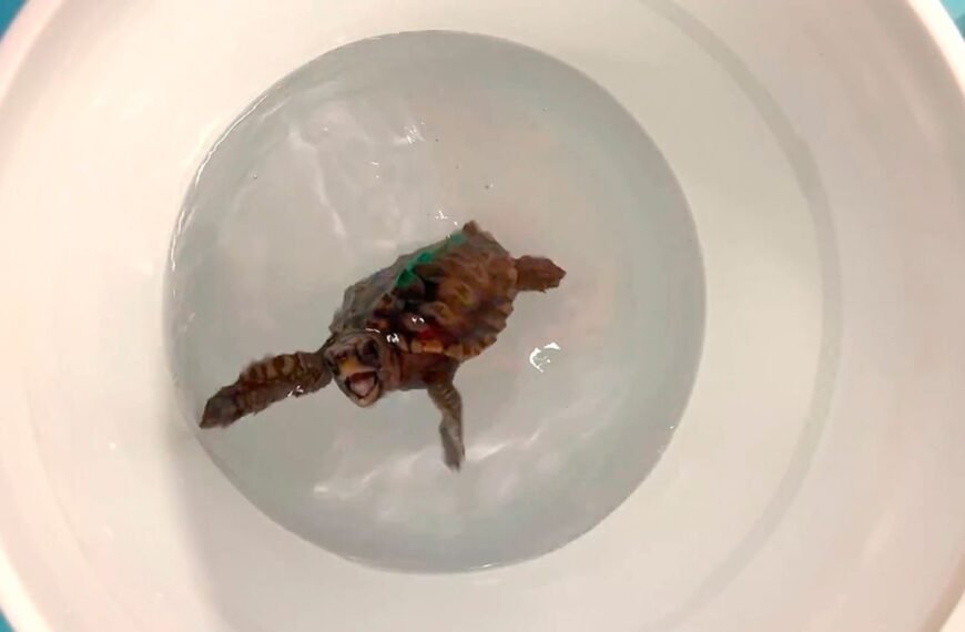 “Dancing” Turtles Feel Magnetism Through Crystals Of Magnetite, Helping Them Navigate