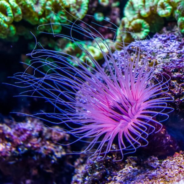 What Is The Rarest Color In Nature? It’s&hellip;