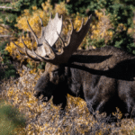 What Does Moose Meat Taste Like? The World’s Largest Deer Is A Staple In Parts Of The World