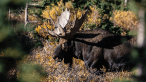 What Does Moose Meat Taste Like? The World’s&hellip;