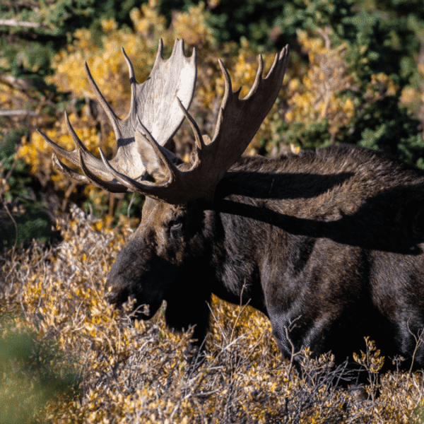 What Does Moose Meat Taste Like? The World’s&hellip;
