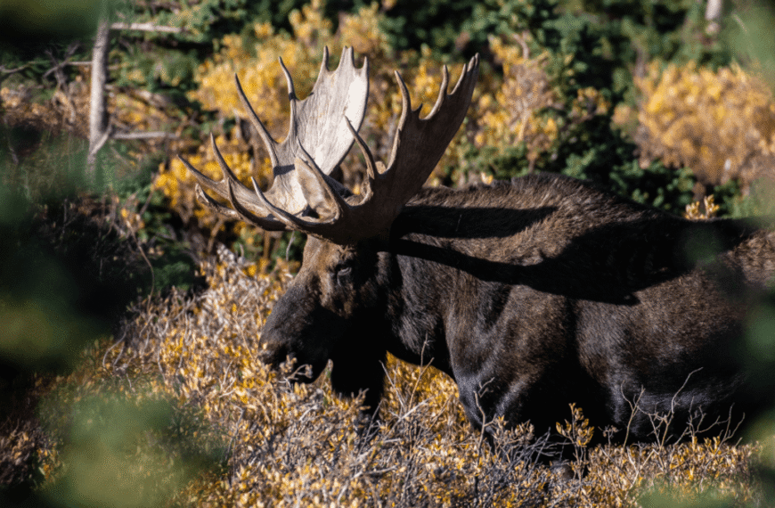 What Does Moose Meat Taste Like? The World’s Largest Deer Is A Staple In Parts Of The World