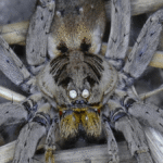 If You Shine A Light In Your Garden And See Lots Of Dots Reflected Back, We’ve Got Bad News