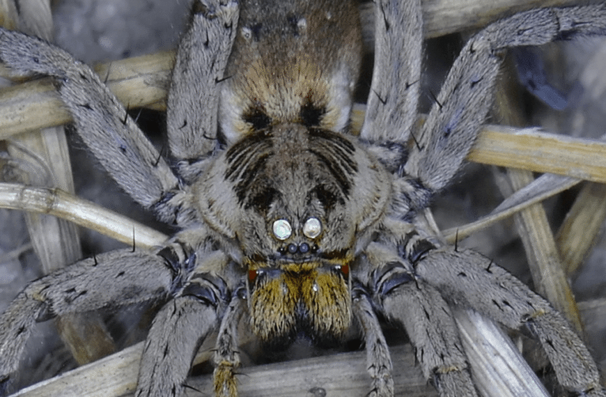 If You Shine A Light In Your Garden And See Lots Of Dots Reflected Back, We’ve Got Bad News