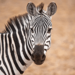 Why Don’t We Ride Zebras?