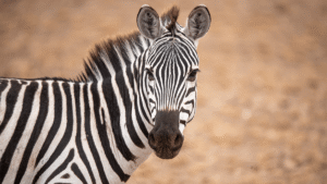 Why Don’t We Ride Zebras?