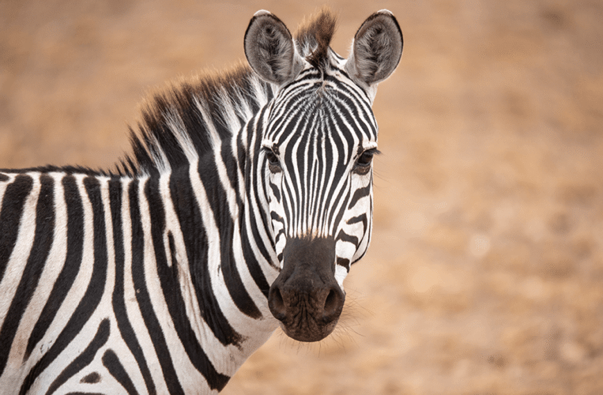 Why Don’t We Ride Zebras?