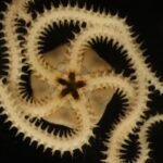 A Deep-Sea Mining Test Carved Up The Seabed. Two Years On, We’re Seeing Devastating Impacts