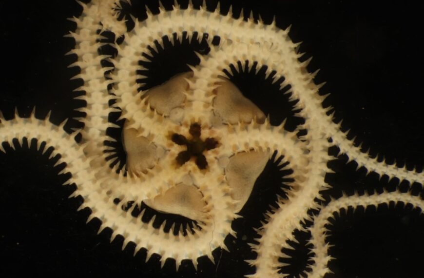 A Deep-Sea Mining Test Carved Up The Seabed. Two Years On, We’re Seeing Devastating Impacts